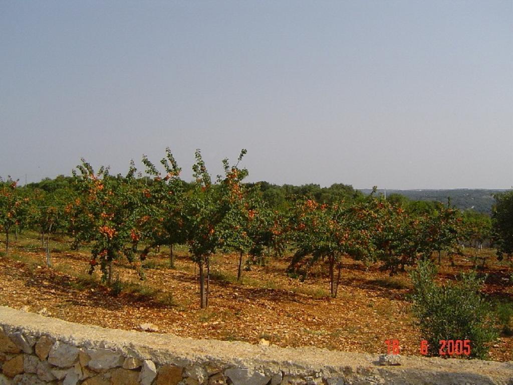Agritria Di Umberto Anglisani Villa Ostuni Exterior photo